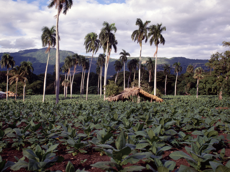 Plantación de tabaco. Foto de Domingo Batista.